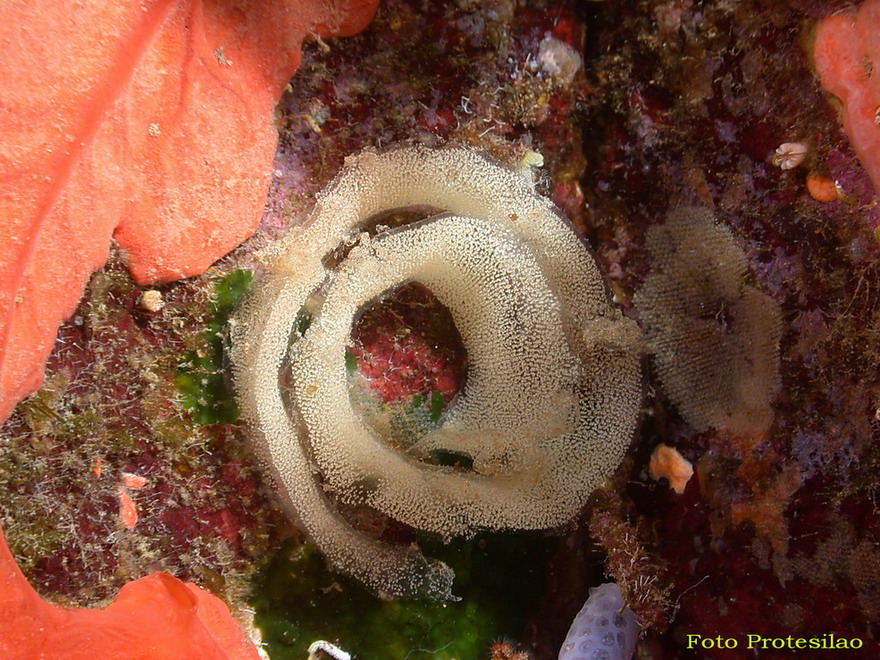 Peltodoris atromaculata